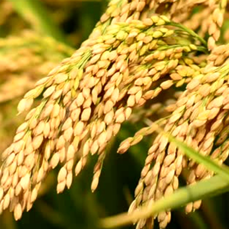 Agricultural Loan